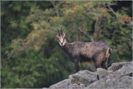 <p>KAMZÍK HORSKÝ (Rupicapra rupicapra) Lužické hory - Studenec, 9/2016 / Chamois / Gämse</p>